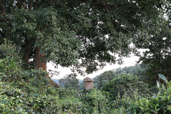 2022年迷帝古樹春茶口感是什么？