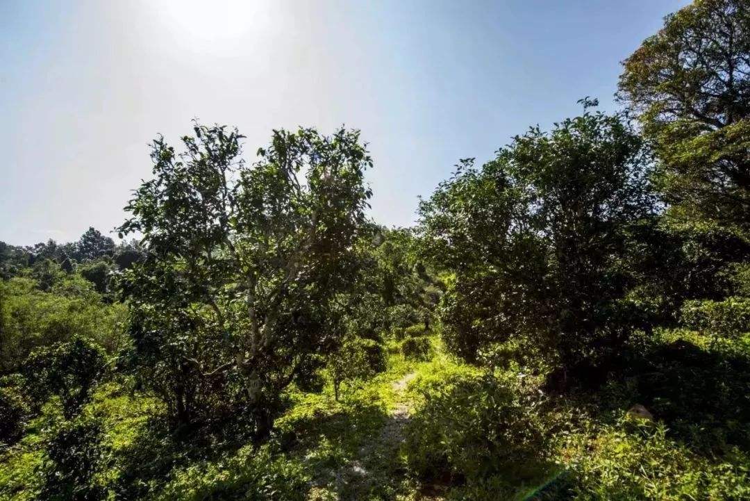 2022年迷帝古樹春茶多少錢一公斤？