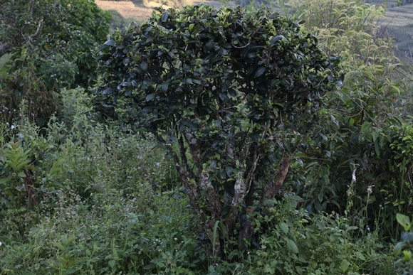 2022年迷帝古樹(shù)春茶，這里的茶 皇帝都著迷