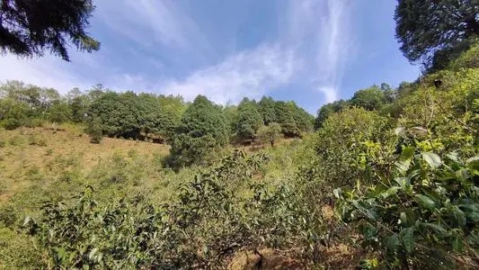 2022年墨江鳳凰窩古樹春茶口感是什么？