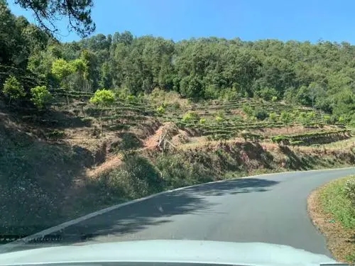 2022年墨江鳳凰窩古樹春茶價格？