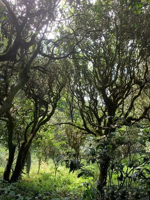 2022年墨江鳳凰窩古樹春茶多少錢一公斤？