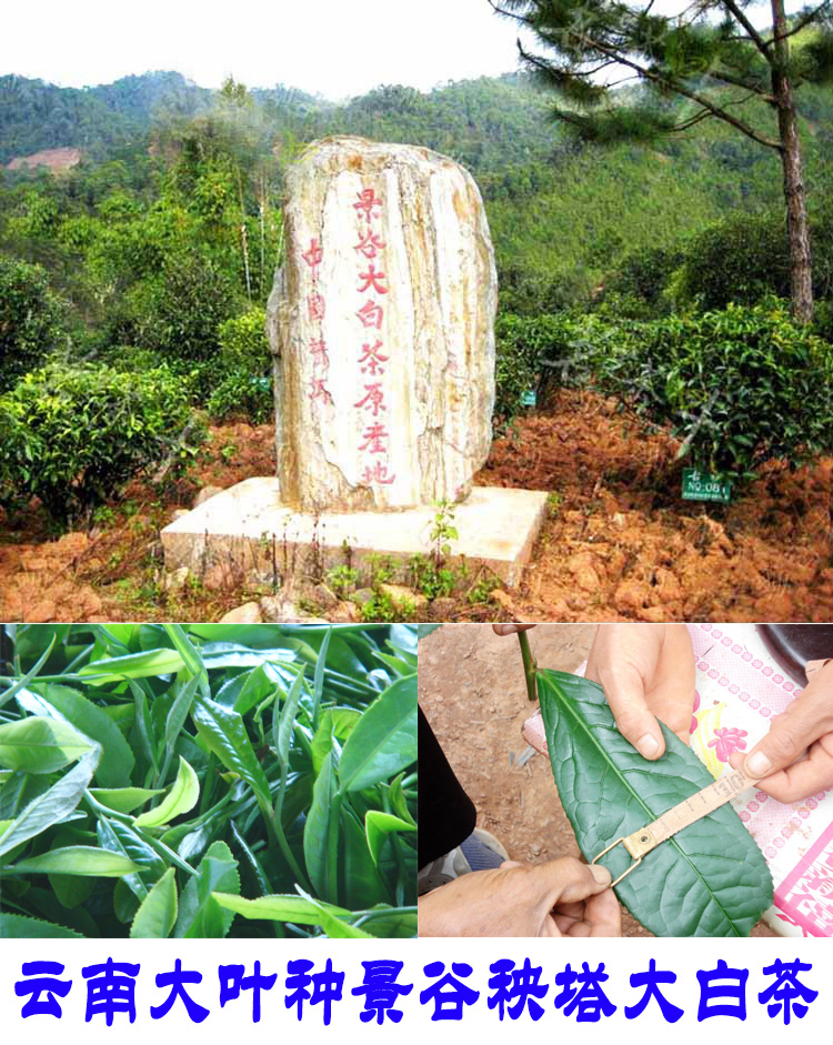 2022年景谷秧塔古樹春茶口感是什么？