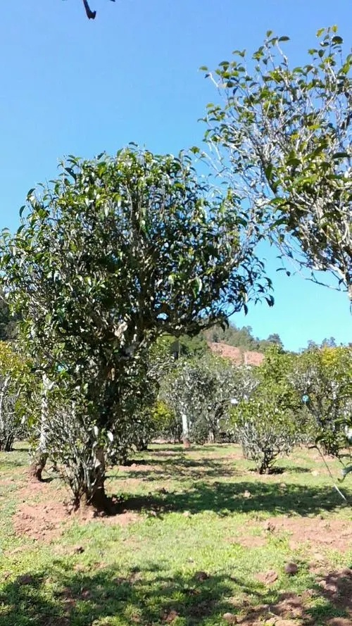 2022年景谷秧塔古樹春茶價(jià)格是多少？