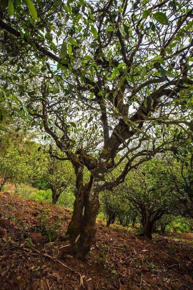 2022年景谷苦竹山古樹春茶多少錢一公斤？