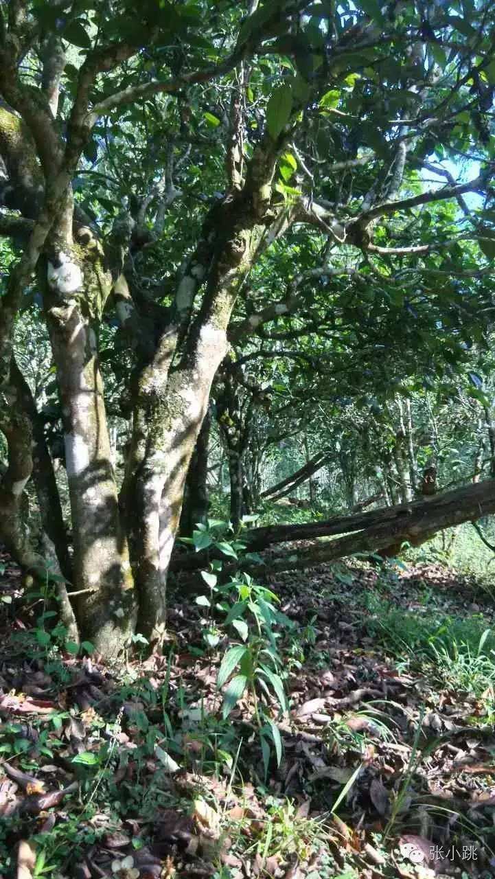 2022年景谷苦竹山古樹春茶價(jià)格多少？