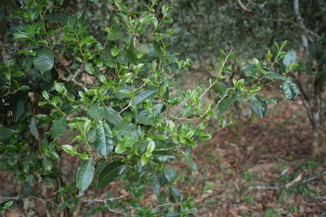 2022年景東哀牢山古樹春茶價格多少？