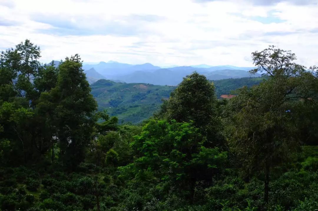 2022年景東祭茶祖 迎春茶，古樹春茶多少錢一公斤？