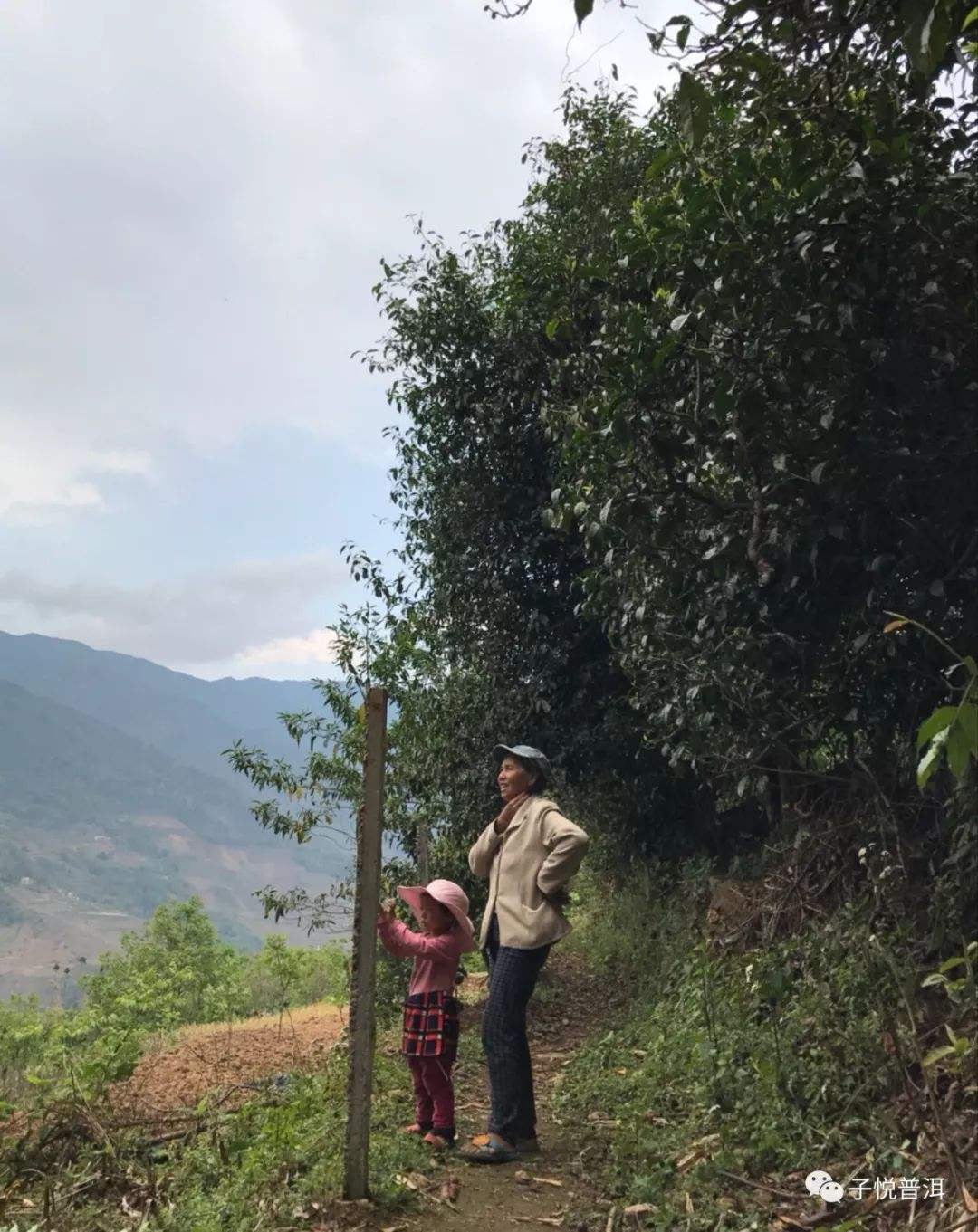 2022年鎮(zhèn)沅馬鄧古樹春茶多少錢一公斤？