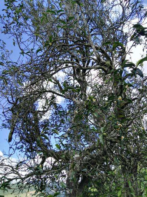 2022年鎮(zhèn)沅老海塘古樹春茶特點(diǎn)？