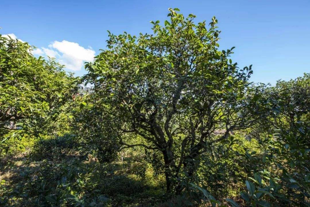 2022年鎮(zhèn)沅老海塘古樹春茶口感？