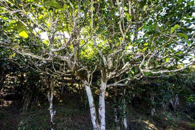 2022年鎮(zhèn)沅老海塘古樹(shù)春茶價(jià)格？