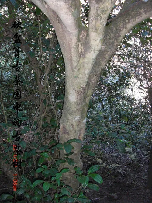 2022年鎮(zhèn)沅砍盆箐古樹春茶多少錢一公斤？