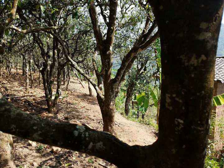 2022年鎮(zhèn)沅打筍山古樹春茶多少錢一公斤？