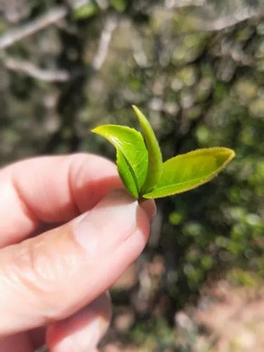 2022年野性十足的鎮(zhèn)沅打筍山古樹(shù)春茶！