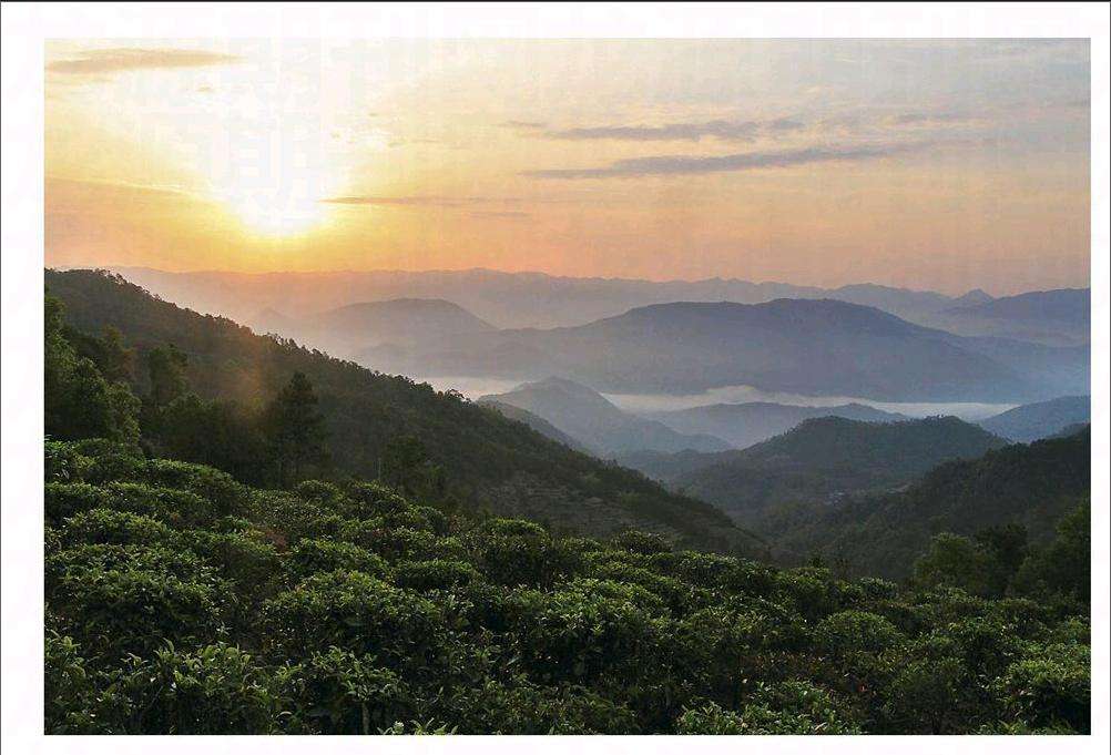 2022年鎮(zhèn)沅老烏山古樹春茶口感？