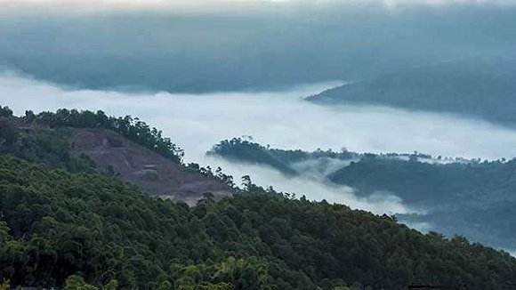 2022年鎮(zhèn)沅老烏山古樹(shù)春茶特點(diǎn)!