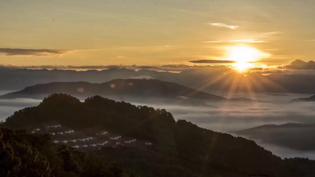2022年別樣的味道，鎮(zhèn)沅老烏山古樹春茶