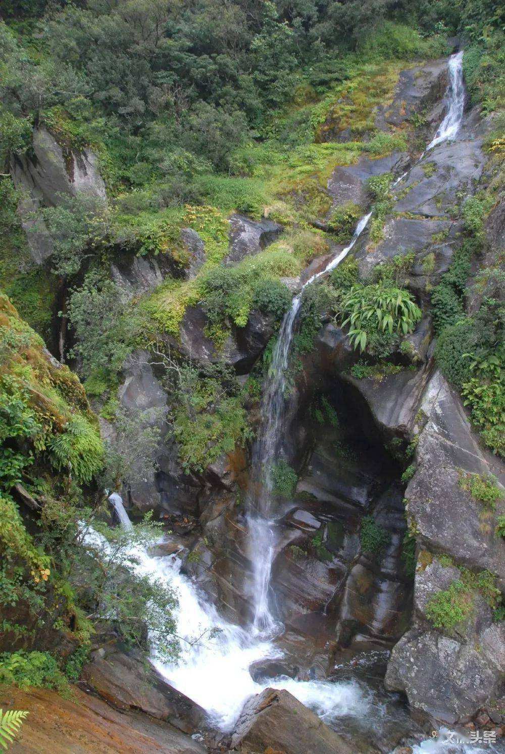 2022年鎮(zhèn)沅千家寨古樹春茶特點(diǎn)？