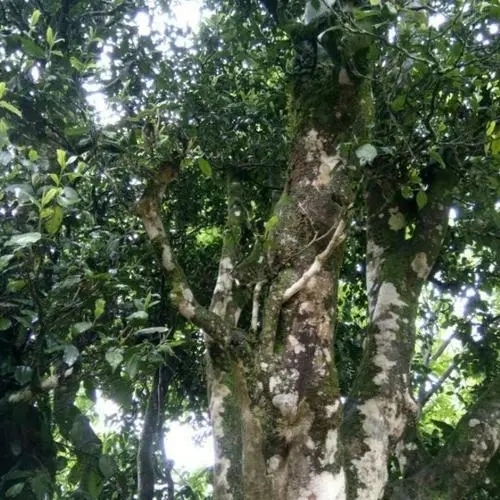 2022年鎮(zhèn)沅千家寨古樹春茶口感？