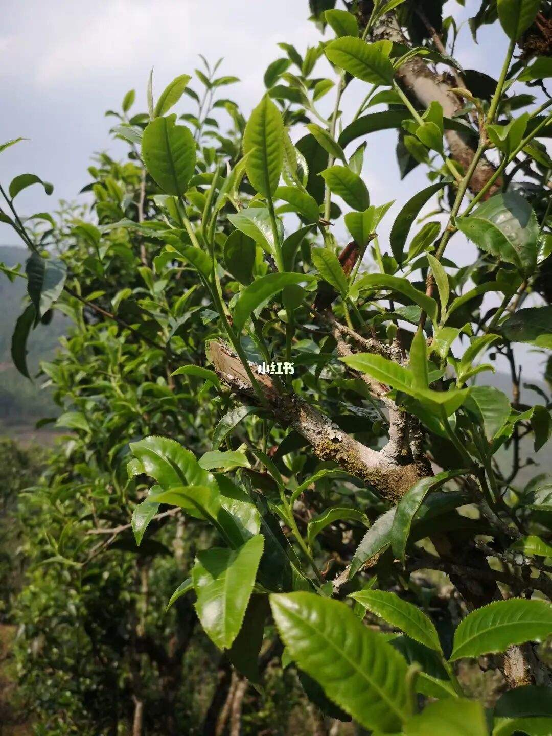 2022年寧洱擺尾箐古樹春茶口感？