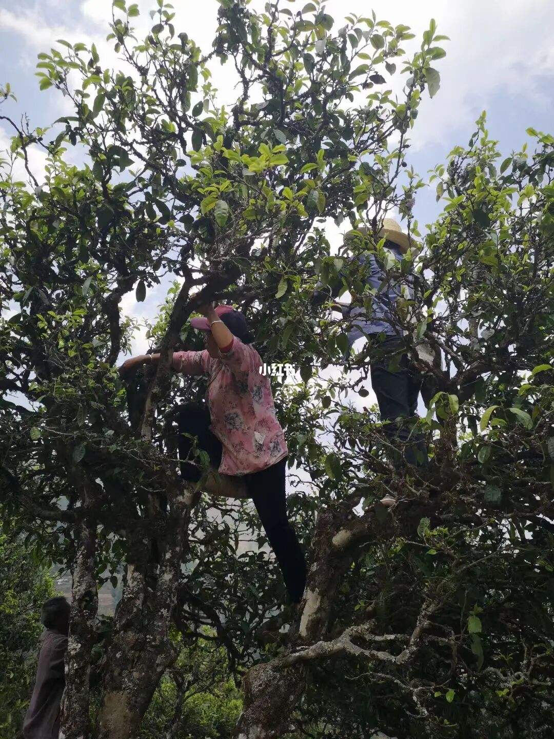 2022年寧洱擺尾箐古樹春茶特點(diǎn)？