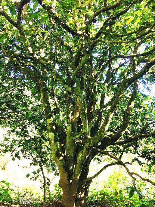 2022年這個(gè)春天，回到家鄉(xiāng)擺尾箐，與家人一起用心制茶！