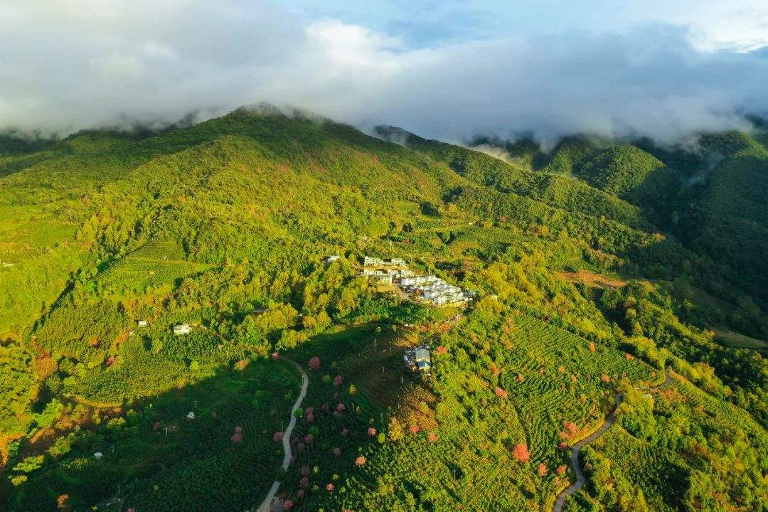 2022年困鹿山古樹春茶口感是什么？