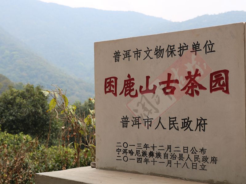 2022年困鹿山古樹春茶多少錢一公斤？