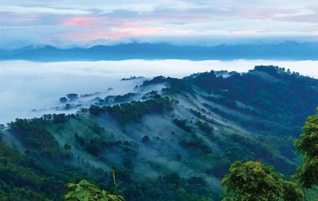 2022年景邁山古茶林為什么可以申遺？