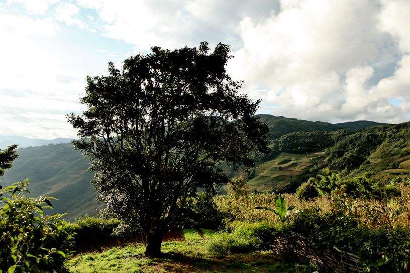 2022年邦崴古樹(shù)春茶特點(diǎn)？