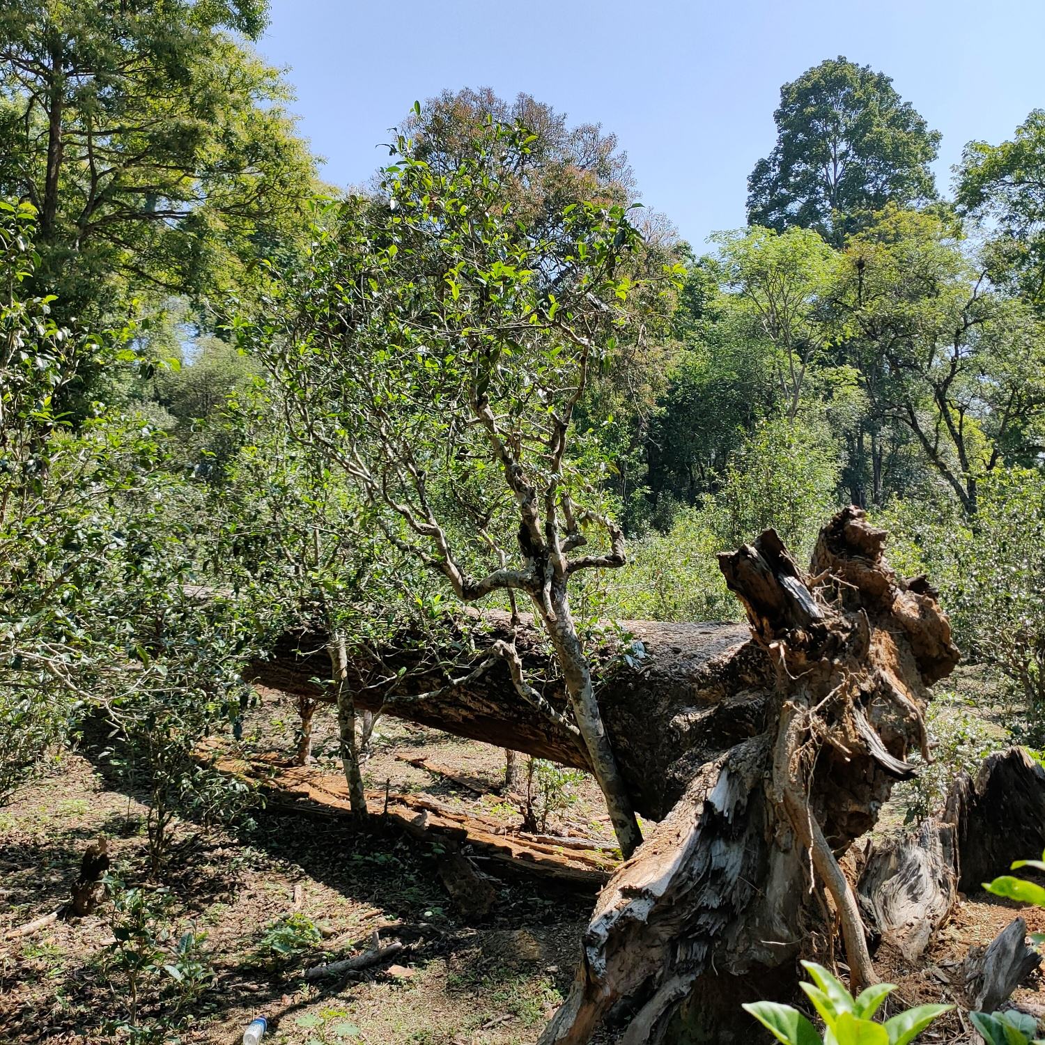 2022麻黑古樹(shù)春茶口感？