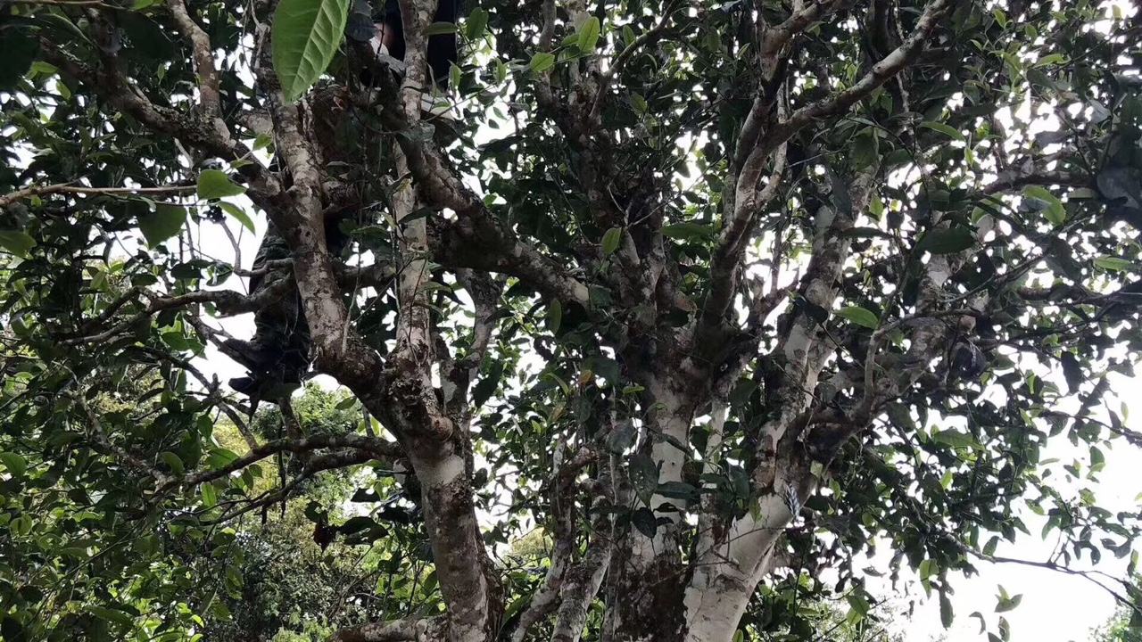 2022年麻黑古樹(shù)春茶價(jià)格？