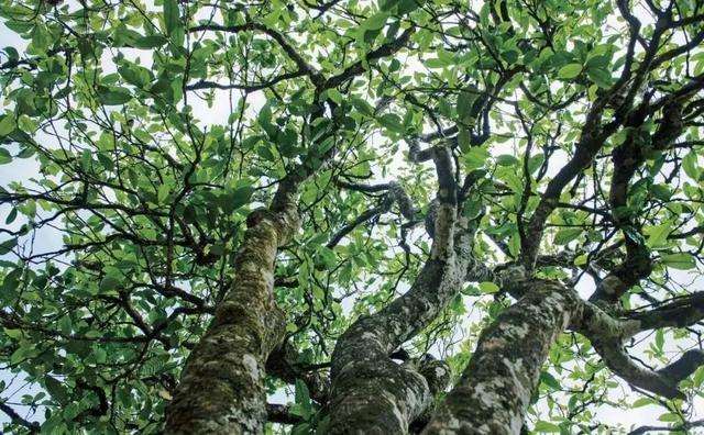 2022年落水洞古樹(shù)春茶多少錢(qián)一公斤？