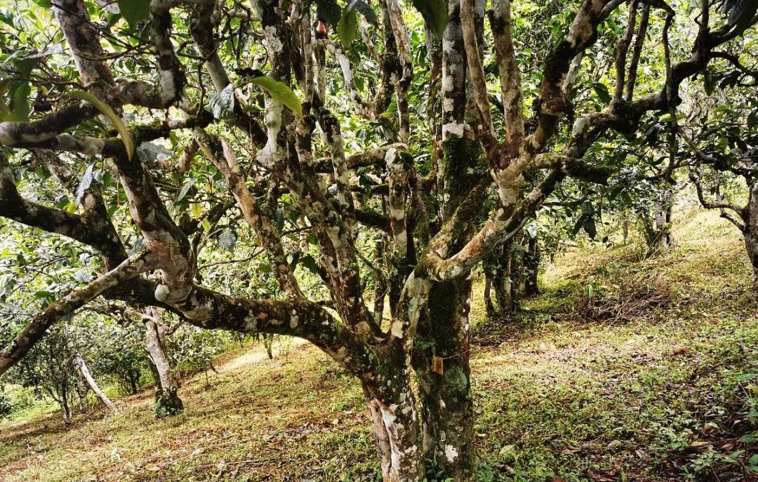 2022年落水洞古樹(shù)春茶價(jià)格？