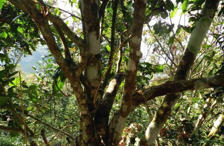 2022年大漆樹(shù)古樹(shù)春茶特點(diǎn)？