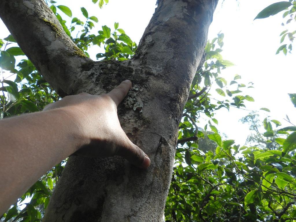 2022年大漆樹(shù)古樹(shù)春茶口感？