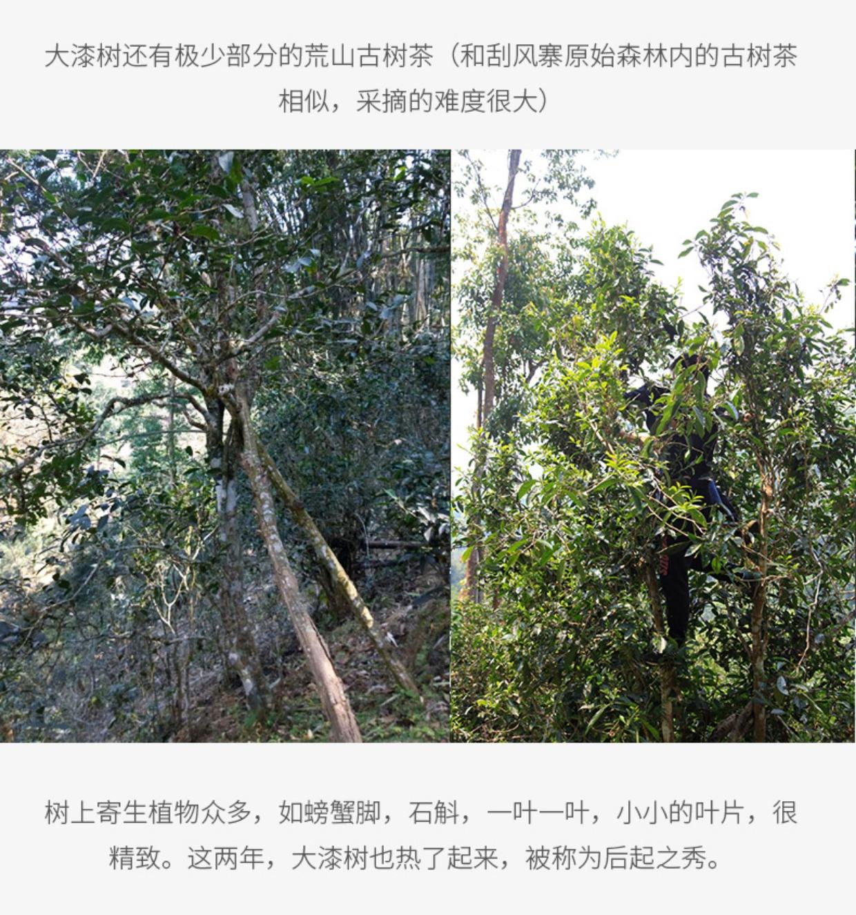 2022年大漆樹(shù)古樹(shù)春茶多少錢(qián)一公斤？