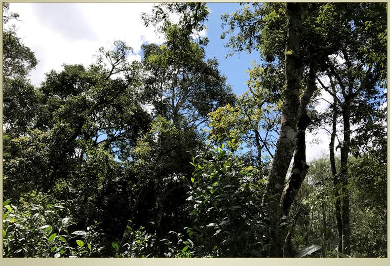 2022年大漆樹(shù)古樹(shù)春茶丨你壓根就喝不到的喉韻，它就有