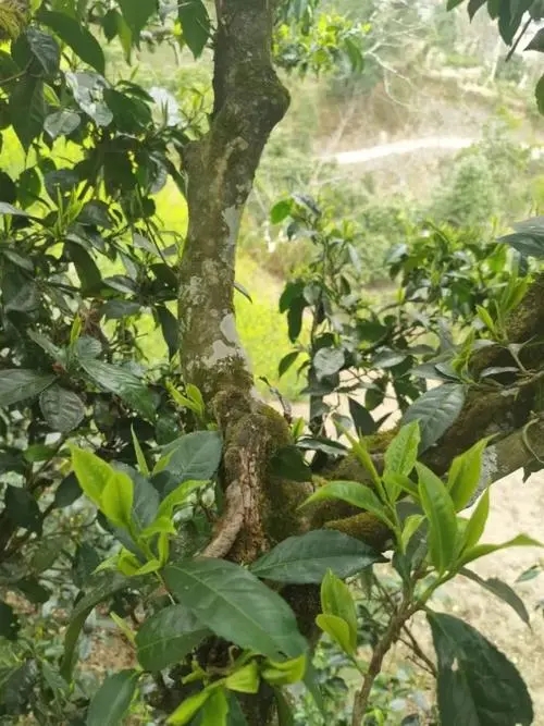 2022年彎弓古樹春茶特點？