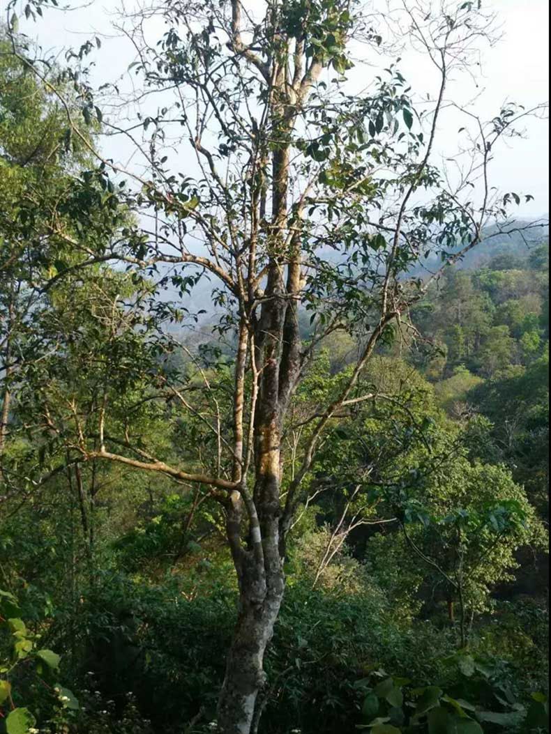 2022年彎弓古樹春茶多少錢一公斤？