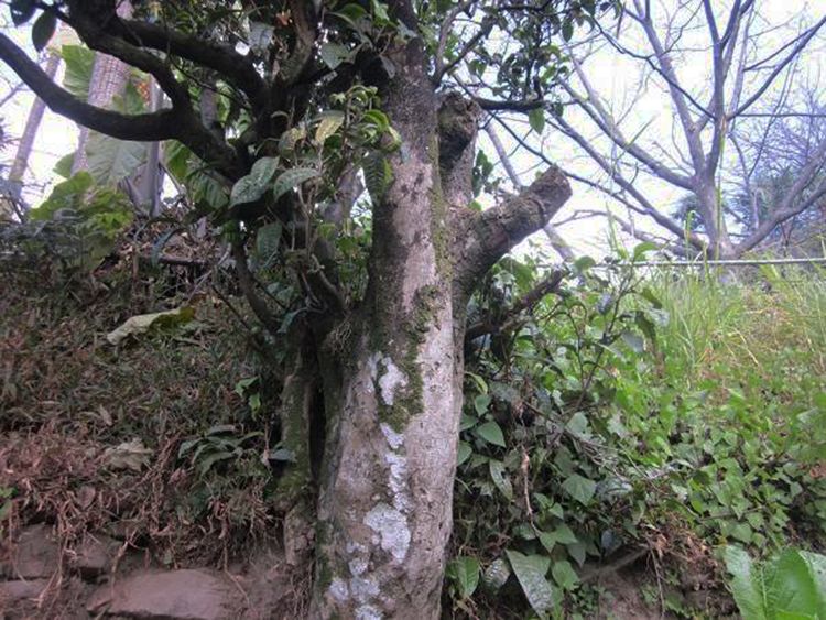 2022年白茶園古樹春茶特點(diǎn)？