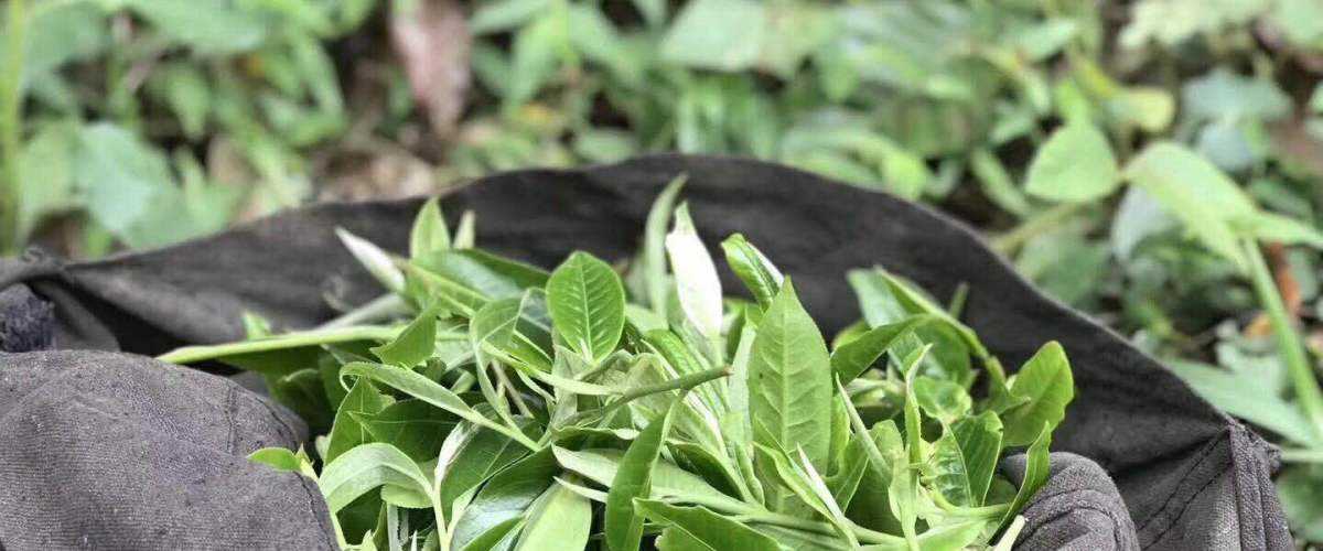 2022年白茶園古樹春茶口感？