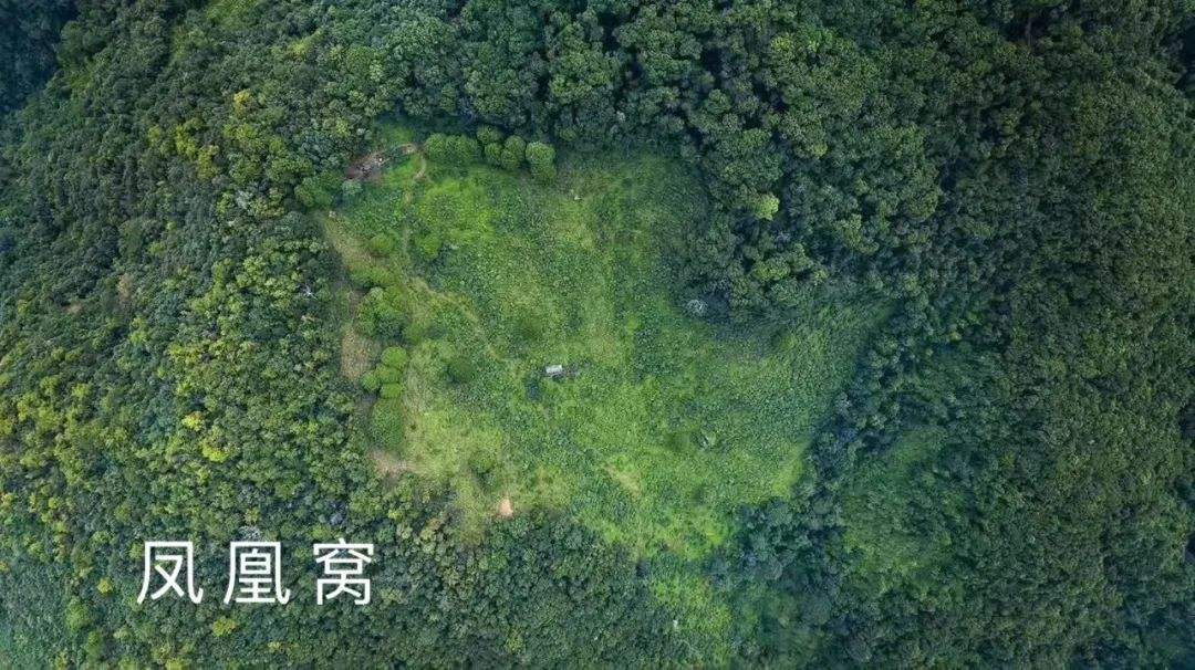 2022年鳳凰窩古樹春茶特點？