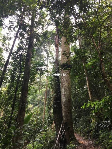 2022年刮風(fēng)寨茶王樹古樹春茶特點(diǎn)？