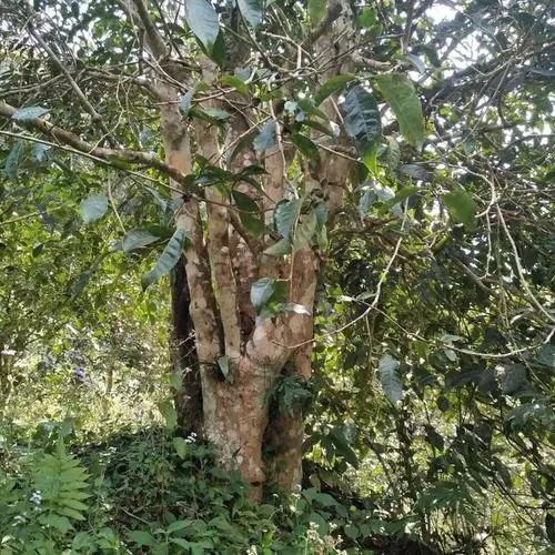 2022年刮風(fēng)寨茶王樹古樹春茶價格？