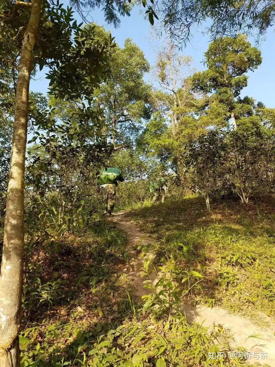 2022年刮風寨茶王樹古樹茶多少錢一公斤？