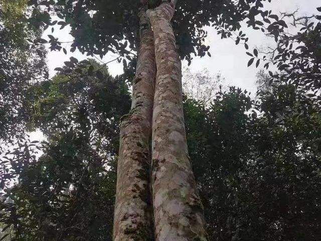 2022年冷水河古樹春茶口感？