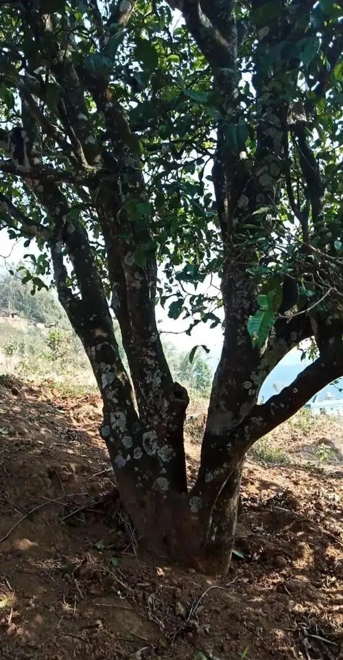 2022年冷水河古樹春茶多少錢一公斤？