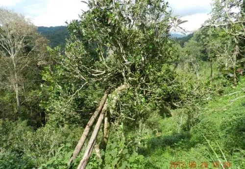 2022白沙河古樹春茶特點？